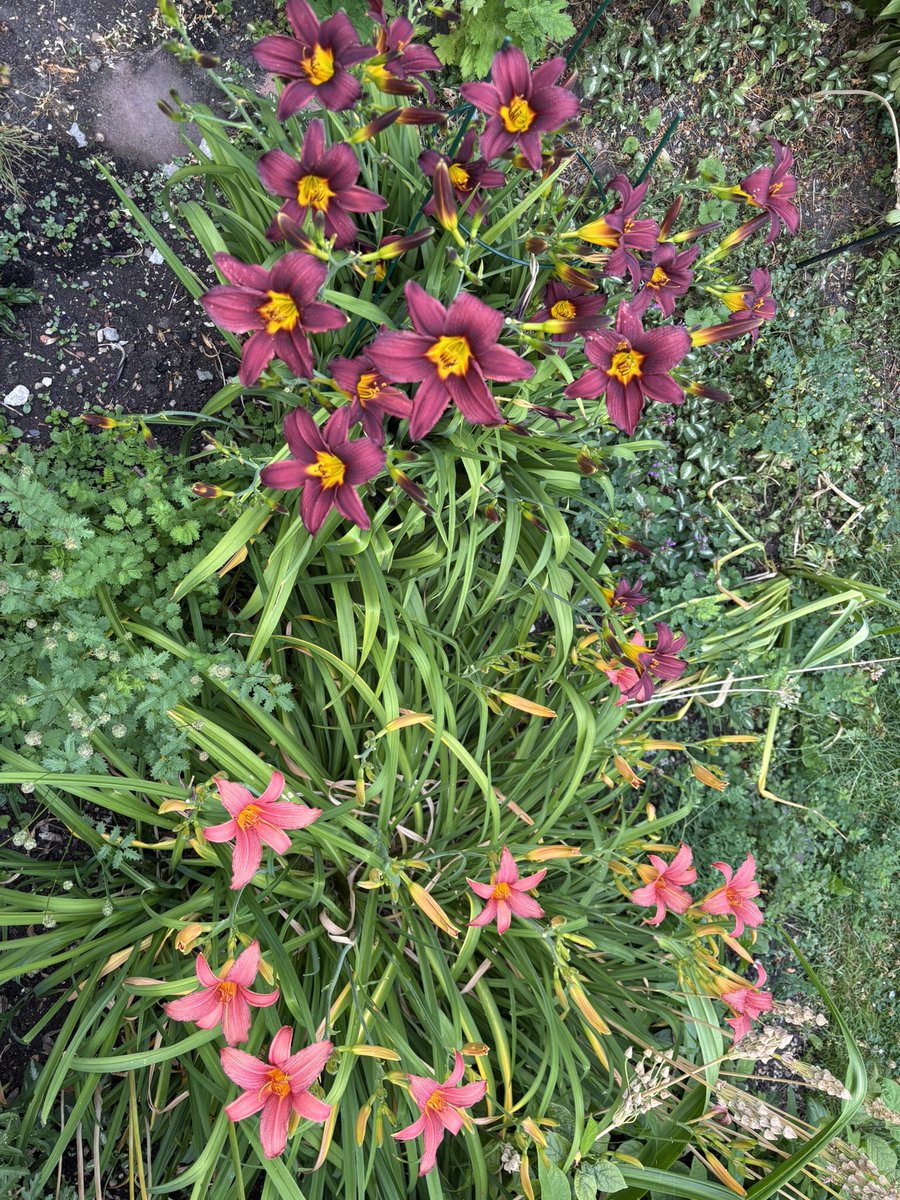 🐅Kathy Freeston 🐅 tweet media