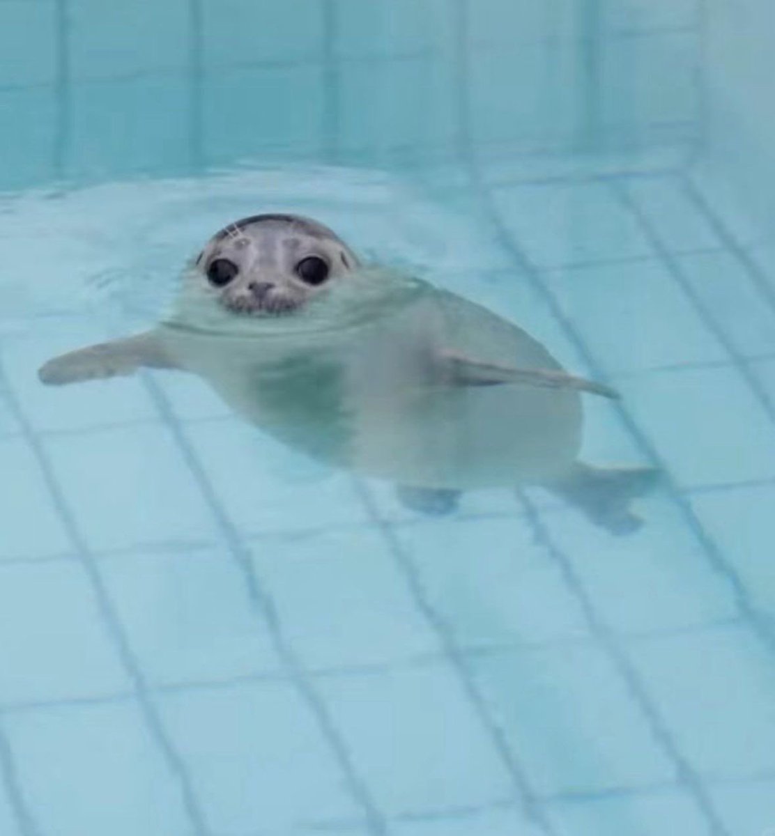 what a peculiar goober… 🦭