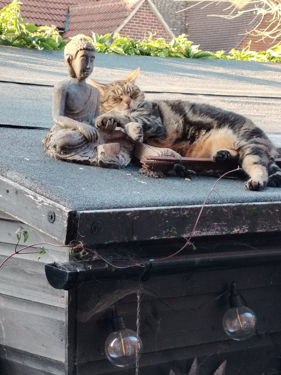 So Mum's watching that rocker bloke  Rod on that Glastonbury thingy! We hid on the shed roof  #Lola&amp;Poppet #CatsOfTwitter