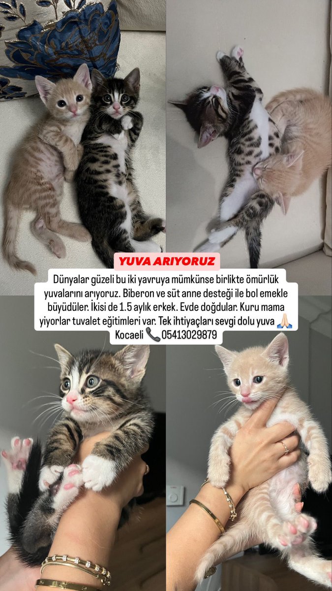 Keşkem de ikimişi de alsolarmıç! 🥺