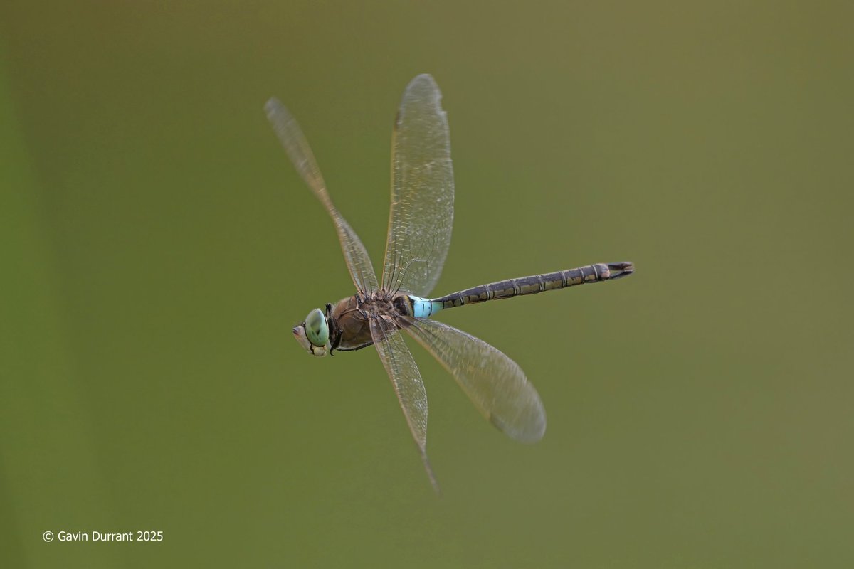 GavinDurrant1's tweet image. Had to wait a while for the sun to emerge this afternoon but it was good to get Lesser Emperor and Red veined Darter shots to add to last weeks Vagrant Emperors at Carlton marshes @suffolkwildlife @SWT_NE_Reserves