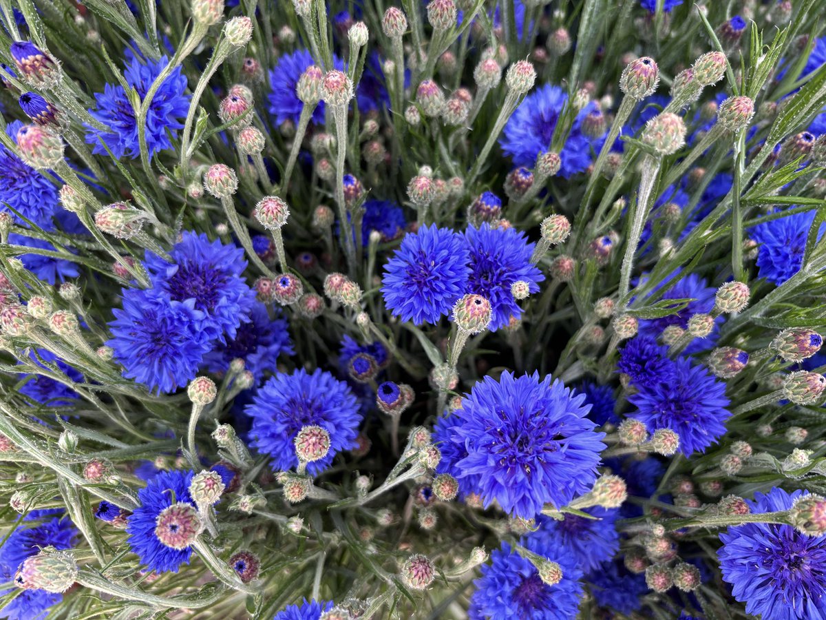 Blenheim Flower Show 💚