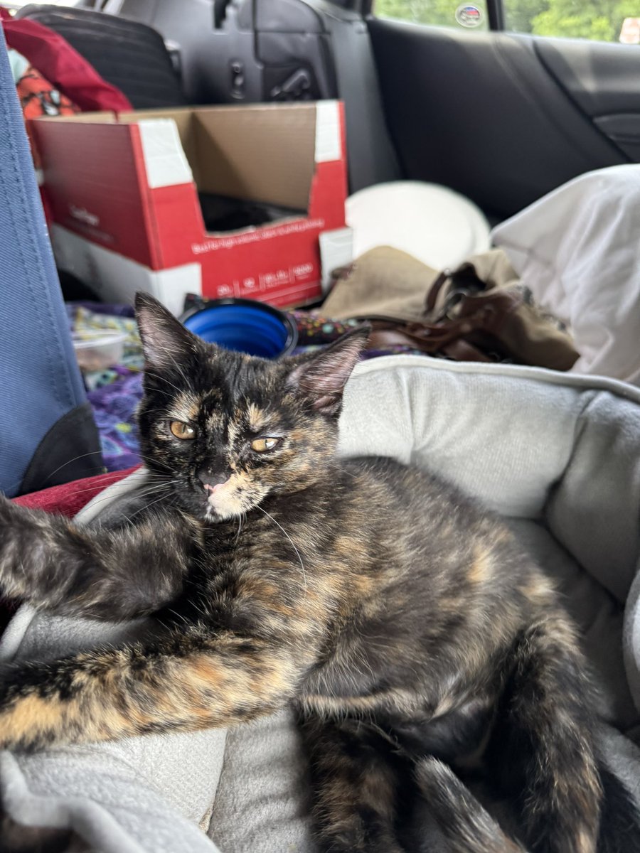 New cat is the best traveler. 24 hours from Florida to Maine and after 20 hours this is how she chills.