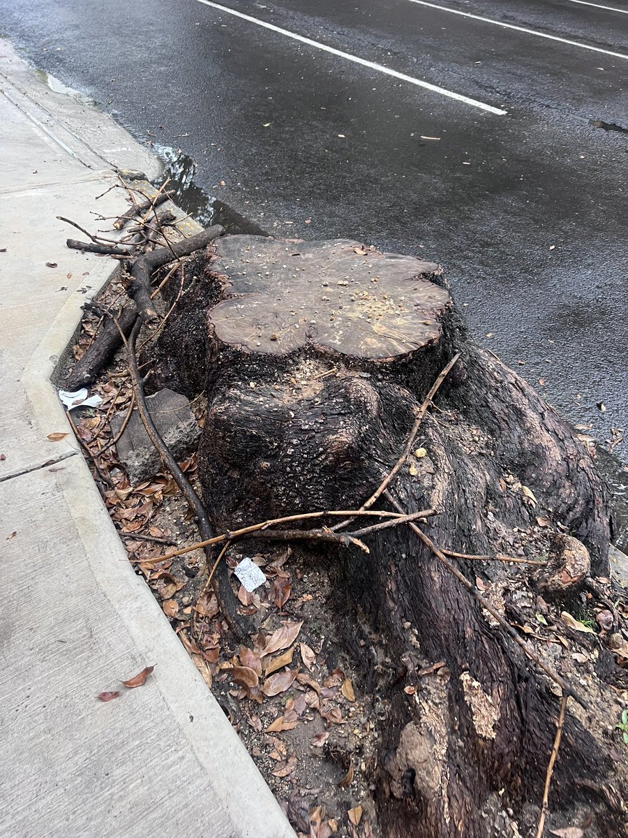 manymunoz's tweet photo. @BJAlcaldia neta ? Dos árboles secos de la nada y el resto verdes ??? Seguros que no los secaron los del auto lavado que está sobre Eugenia , entre Cda. De san Borja y Adolfo Prieto #cartelinmobiliario acaso ? https://t.co/tvN7qAXW9s