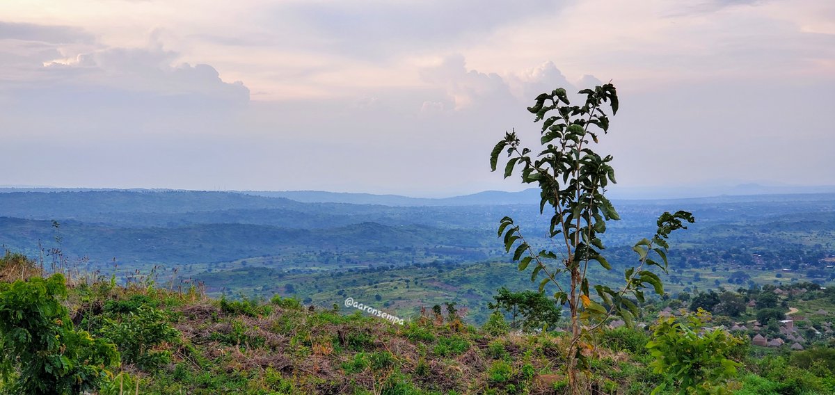 Aaron Kitratius Sempa tweet media