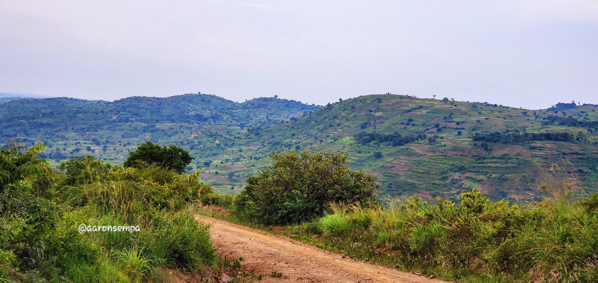 Aaron Kitratius Sempa tweet media