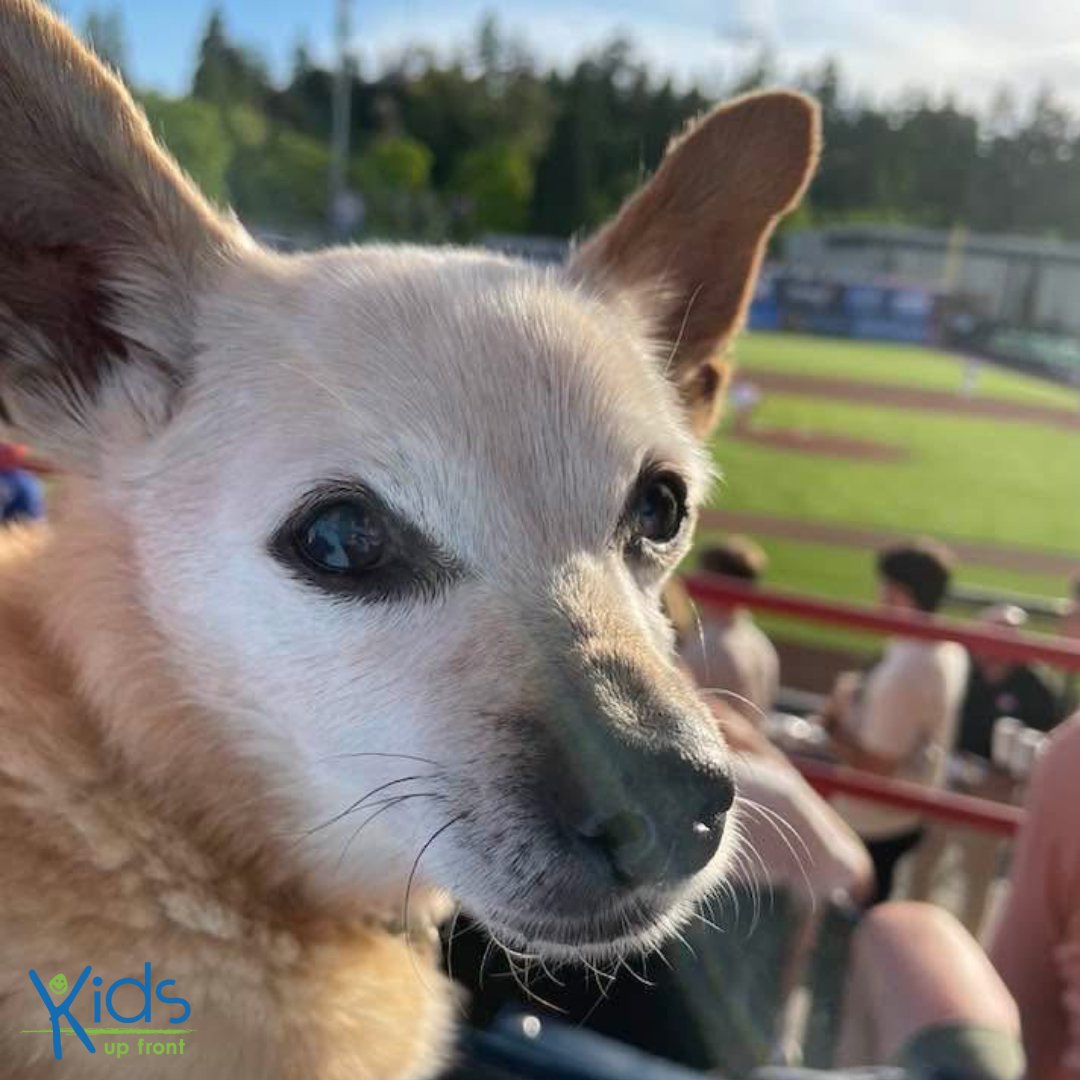 Kids Up Front Vancouver (@kidsupfrontvan) on Twitter photo Huge thanks to the <a href="/vancanadians/">Vancouver Canadians</a> for helping create unforgettable memories for kids and their furry friends!
“My son’s first live baseball game—Vancouver won 9–5! We had a blast!” 💙
🎟️ Donate tix: vancouver@kidsupfront.com
🌟 Give monthly: canadahelps.org/en/charities/k…
#KidsUpFront Huge thanks to the <a href="/vancanadians/">Vancouver Canadians</a> for helping create unforgettable memories for kids and their furry friends!
“My son’s first live baseball game—Vancouver won 9–5! We had a blast!” 💙
🎟️ Donate tix: vancouver@kidsupfront.com
🌟 Give monthly: canadahelps.org/en/charities/k…
#KidsUpFront