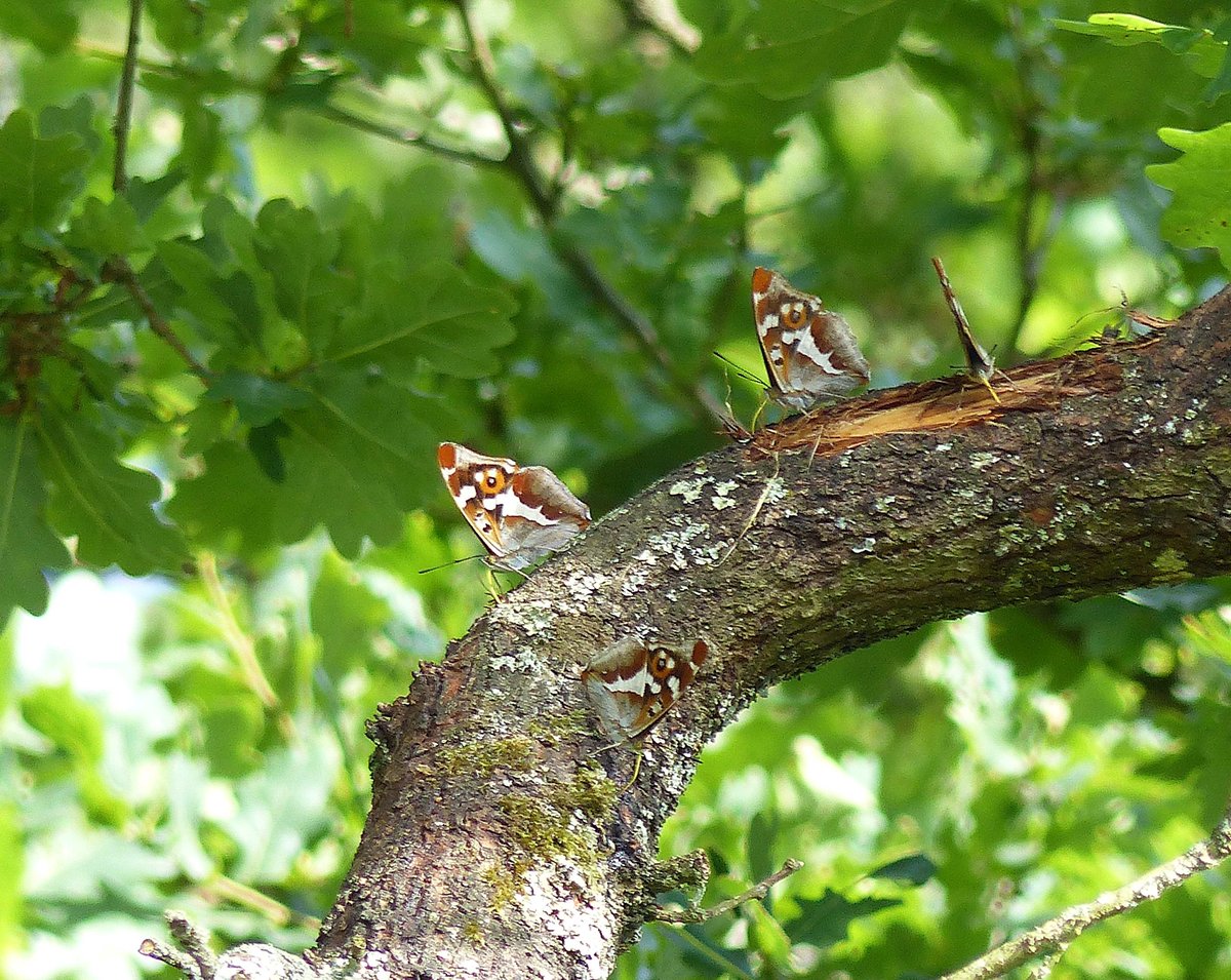 MatthewOates76's tweet photo. Four Purple Emperors feeding on an oak sap branch at Knepp today. At one point there were 8 feeding along a 3m length of this branch. All told, I saw about 200 probable individuals at Knepp today. This is a truly great Purple Emperor year... https://t.co/ZHxHlAIWjc