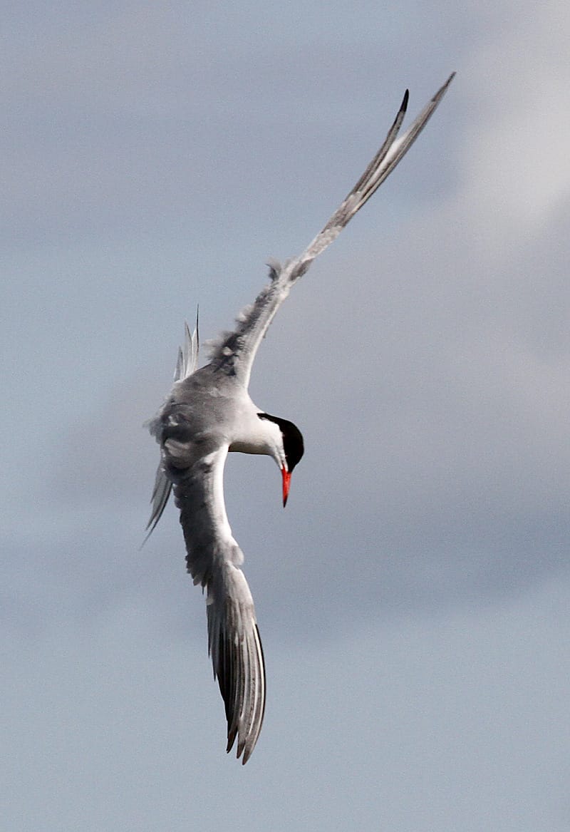 Philip Gilman (@pgilman1962) on Twitter photo #CAWOSbirding #birds we visited the shoreline of acre nook south, interesting #patchbirding Common terns, Reed & Sedge warbler, Reed Bunt's, Egyptian geese & curlew. Then onto Mere farm with common sandpiper, juv lapwing, little grebe, Pochard. Image courtesy of <a href="/stevesealimages/">Steve Seal</a> #CAWOSbirding #birds we visited the shoreline of acre nook south, interesting #patchbirding Common terns, Reed & Sedge warbler, Reed Bunt's, Egyptian geese & curlew. Then onto Mere farm with common sandpiper, juv lapwing, little grebe, Pochard. Image courtesy of <a href="/stevesealimages/">Steve Seal</a>