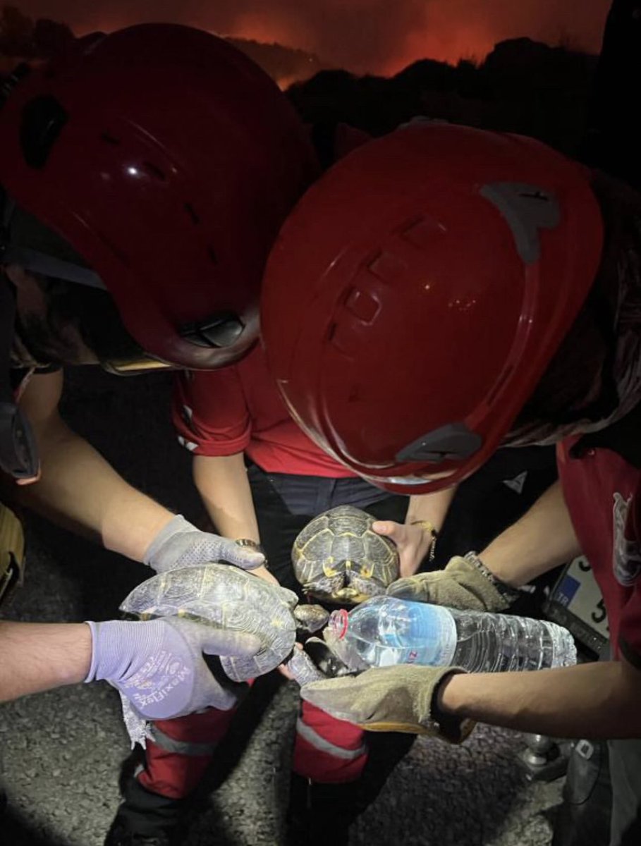 bu fotoğraf kalbimi ağrıttı.. binlerce masum hayvan alevler içinde yaşam mücadelesi veriyor. #izmiryanıyor