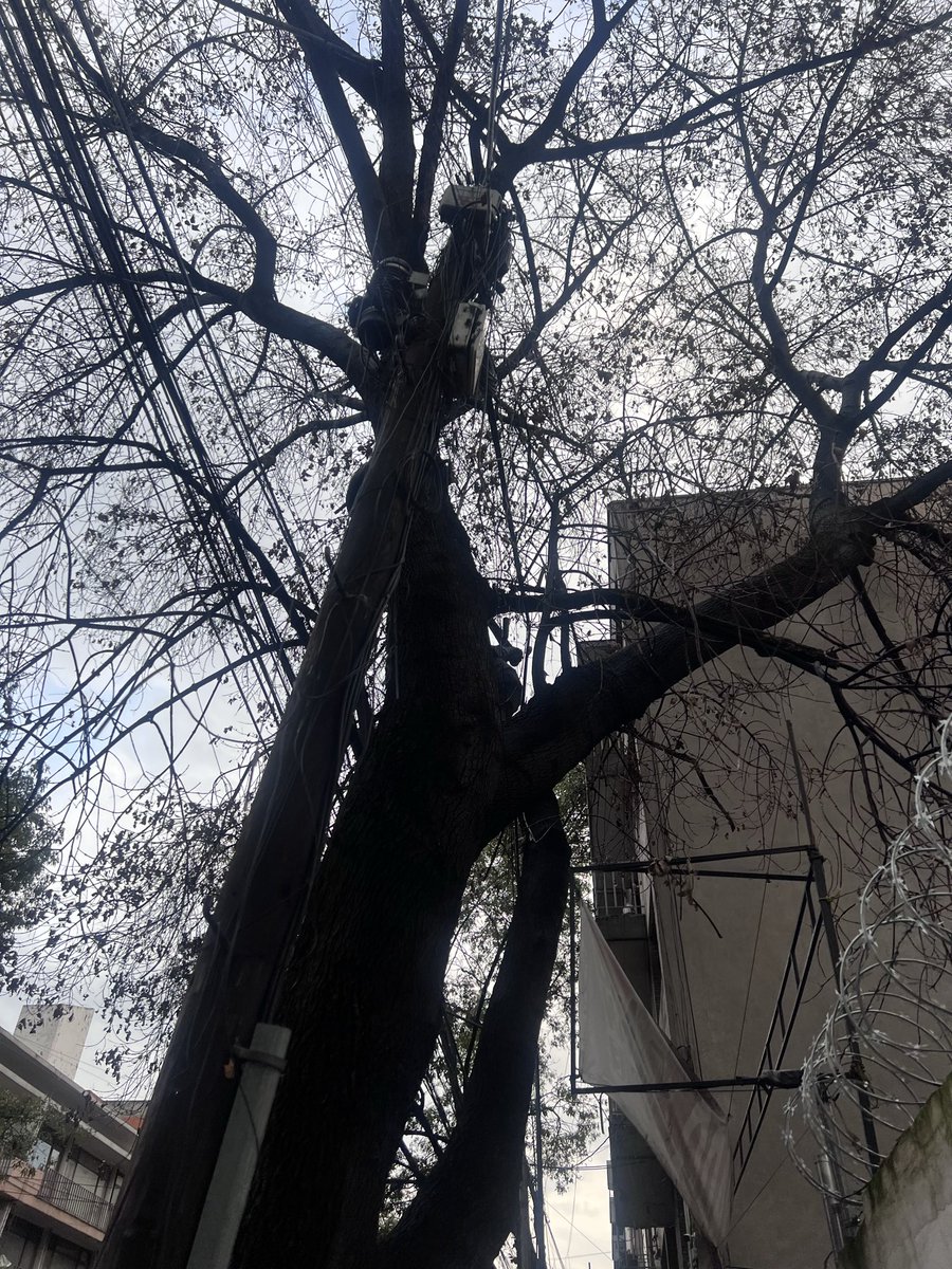 manymunoz's tweet photo. @AccionesBJ neta ??? Dos árboles secos ya llevan los del autolavado d Eugenia , cda d san Borja y Adolfo Prieto ? Neta no se han dado cuenta ? https://t.co/dajW7GM5Qj