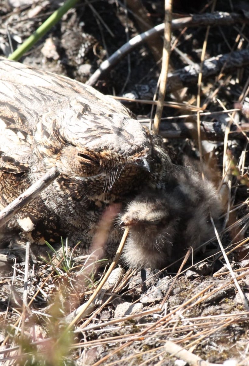 Nightjar female and Two chicks a recheck on <a href="/NestingUpNorth/">NestingUpNorth</a> nest