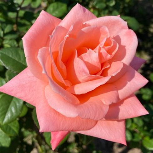 Öfke gelir göz kararır, öfke gider yüz kızarır.'' Atasözü