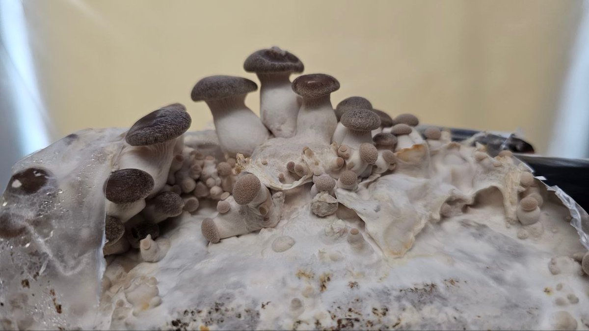 Pirate Software tweet media