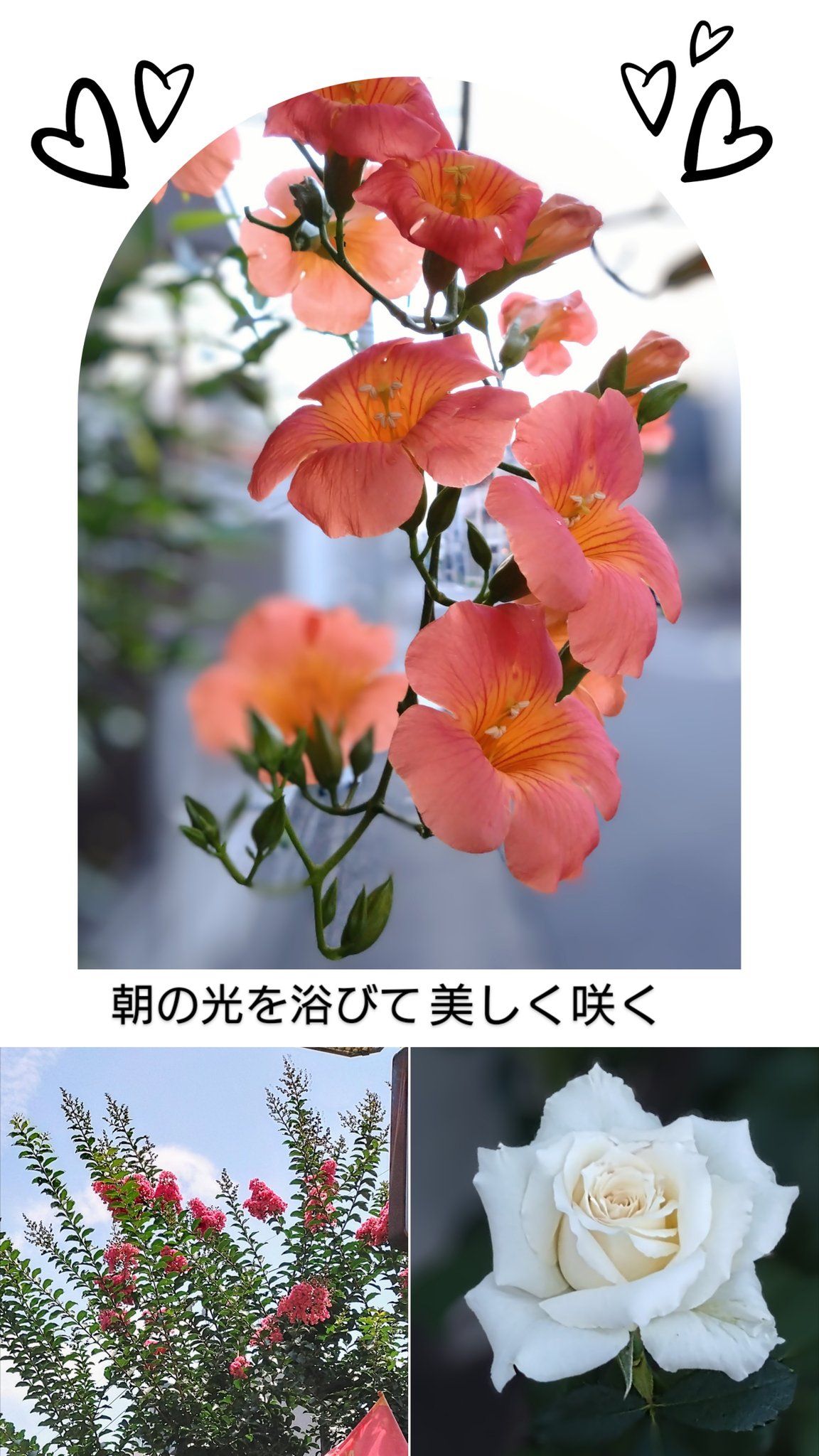 もみじ on X: 