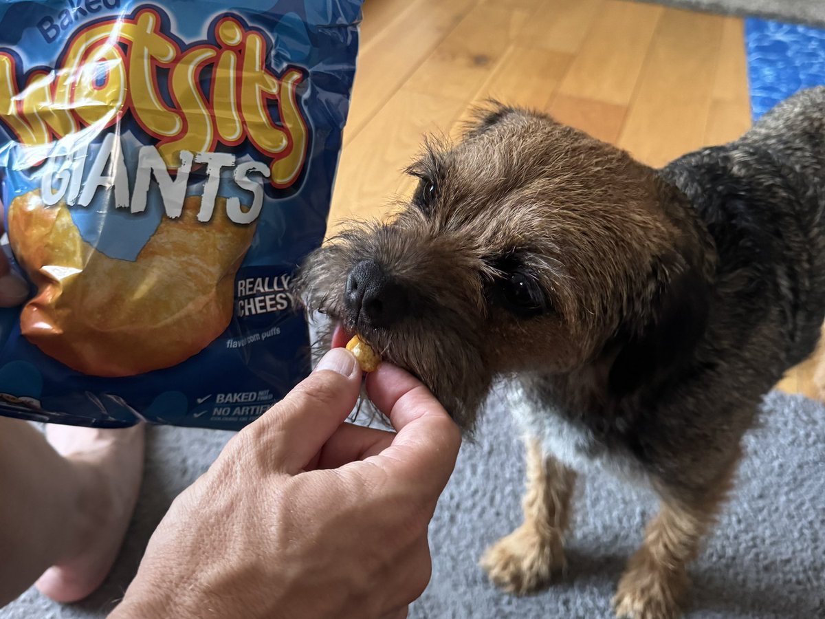 Sir Boots BT - bro to Sir Seb🌈💕 (@mrsebbt) on Twitter photo Hudad had these as a treat today and he says in honour of dear <a href="/ScrappyN/">Lord Scrappy Nelson</a> I could try a bit … (a very small bit mind!)
OMD! Scrappy Theys de best 😘.
My eyes almost popped out!😉
I shall take a huge box to #scrappysporch #btposse Hudad had these as a treat today and he says in honour of dear <a href="/ScrappyN/">Lord Scrappy Nelson</a> I could try a bit … (a very small bit mind!)
OMD! Scrappy Theys de best 😘.
My eyes almost popped out!😉
I shall take a huge box to #scrappysporch #btposse