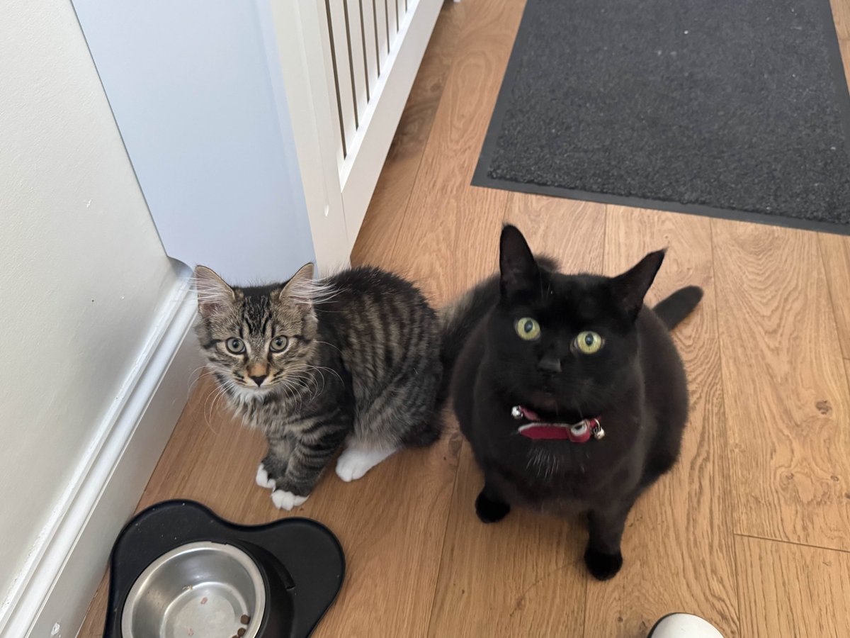 Storm and Coco! Storm is nearly same size as Coco which is scary as he is not even 6 months old yet xD