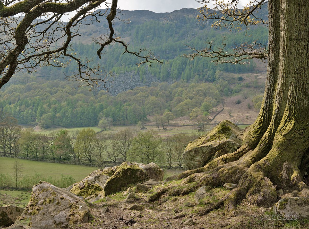 CLARKCGRAVES13's tweet image. A #singletree - a giant oak, in Great Langdale