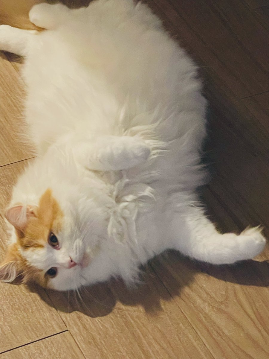 虚無猫が落ちてる