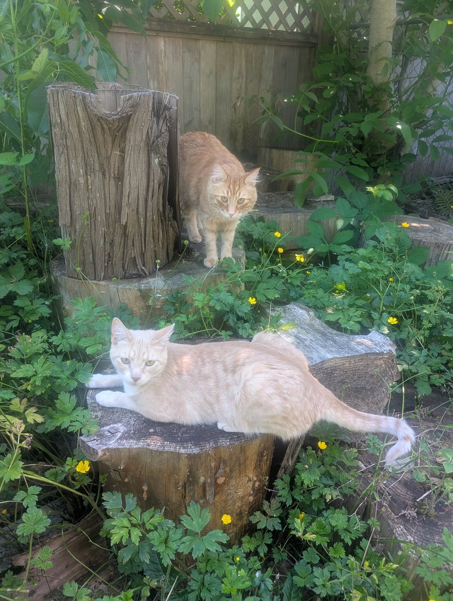 Summertime cat time.