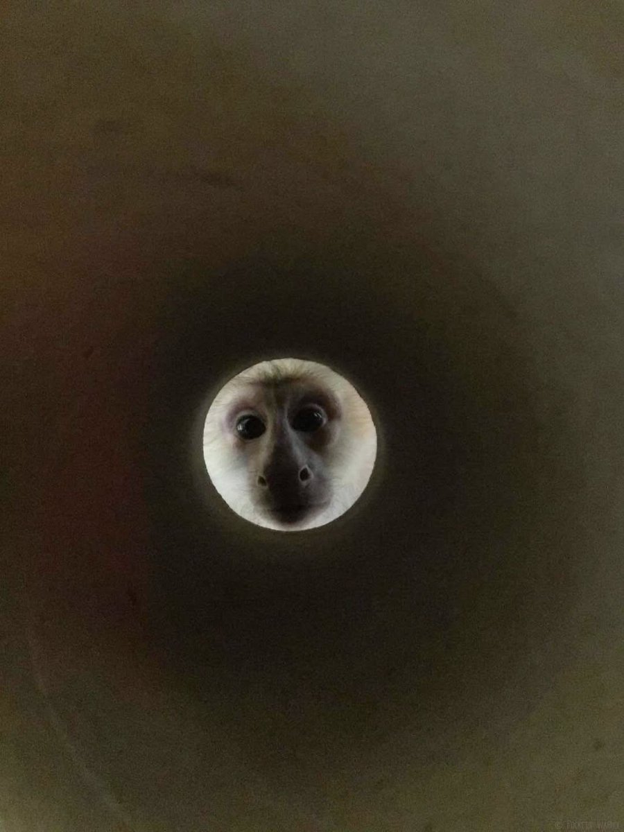 Nothing beats a telescope for star gazing!🌌✨🐵#bekindtoanimals #AFTERLIFE #storybookmonkeys