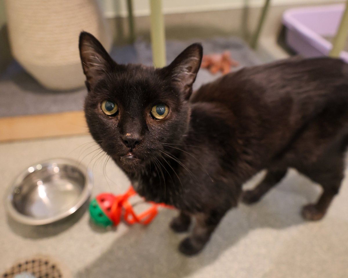 PAWSChicago's tweet image. We’re hosting another Meow Mixer to introduce you to these absolute gems in foster care!
You won’t find these sweethearts at our Adoption Center because they thrive in foster homes, but at this virtual adoption event, you get to hear direct from their fosters what makes these…