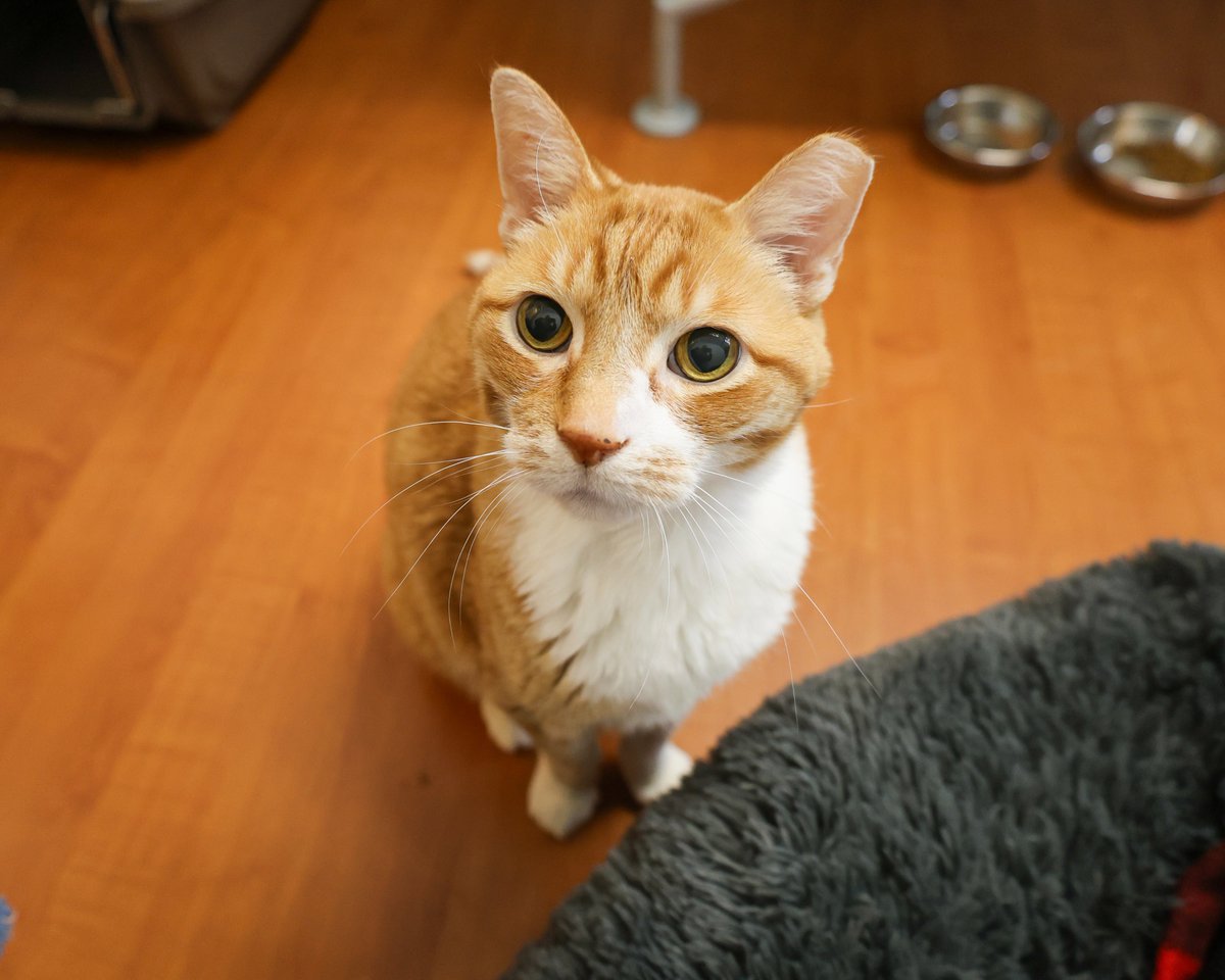 PAWSChicago's tweet image. We’re hosting another Meow Mixer to introduce you to these absolute gems in foster care!
You won’t find these sweethearts at our Adoption Center because they thrive in foster homes, but at this virtual adoption event, you get to hear direct from their fosters what makes these…