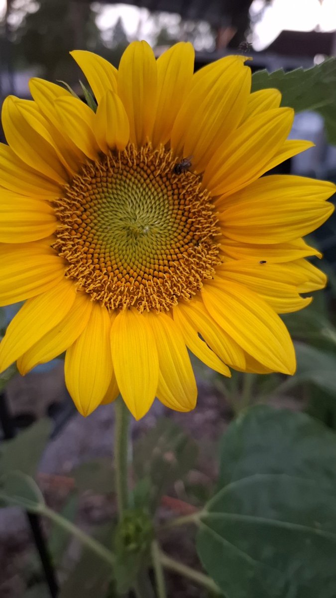 Sweet Rose Photography (@gearhart4) on Twitter photo 