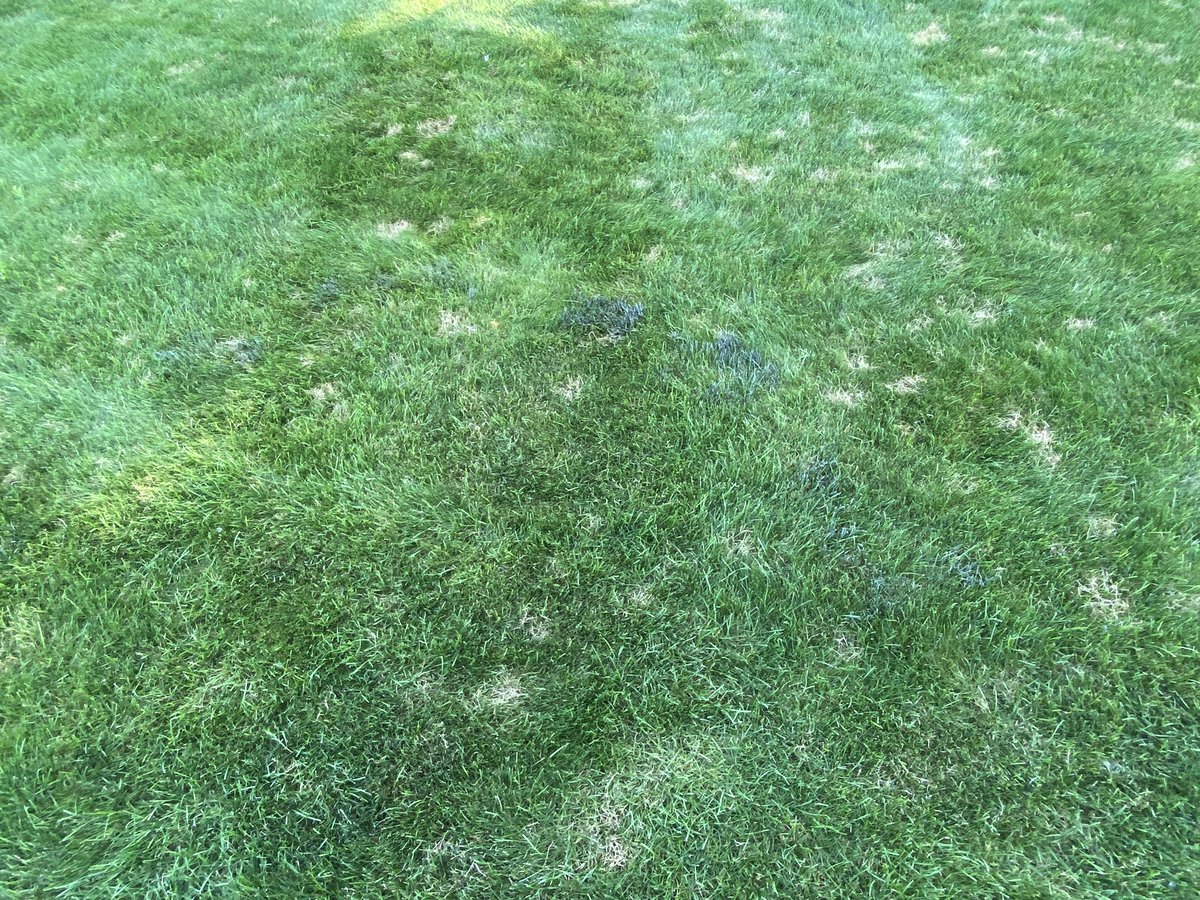 TurfSpartanLord's tweet image. Spent the weekend w/the in-laws. Good chance to diagnose disease on a walk with the kiddos. Pretty sweet slime mold in their backyard too! #TurfNerd