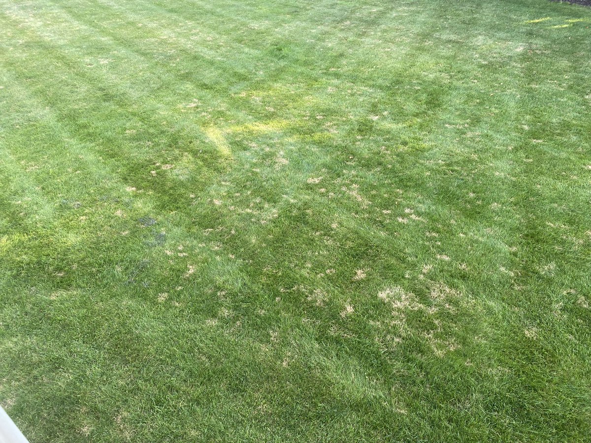 TurfSpartanLord's tweet image. Spent the weekend w/the in-laws. Good chance to diagnose disease on a walk with the kiddos. Pretty sweet slime mold in their backyard too! #TurfNerd