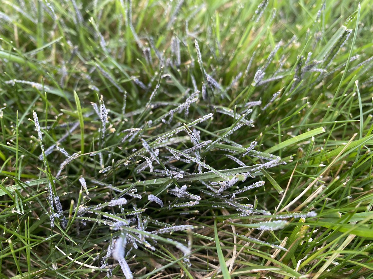 TurfSpartanLord's tweet image. Spent the weekend w/the in-laws. Good chance to diagnose disease on a walk with the kiddos. Pretty sweet slime mold in their backyard too! #TurfNerd