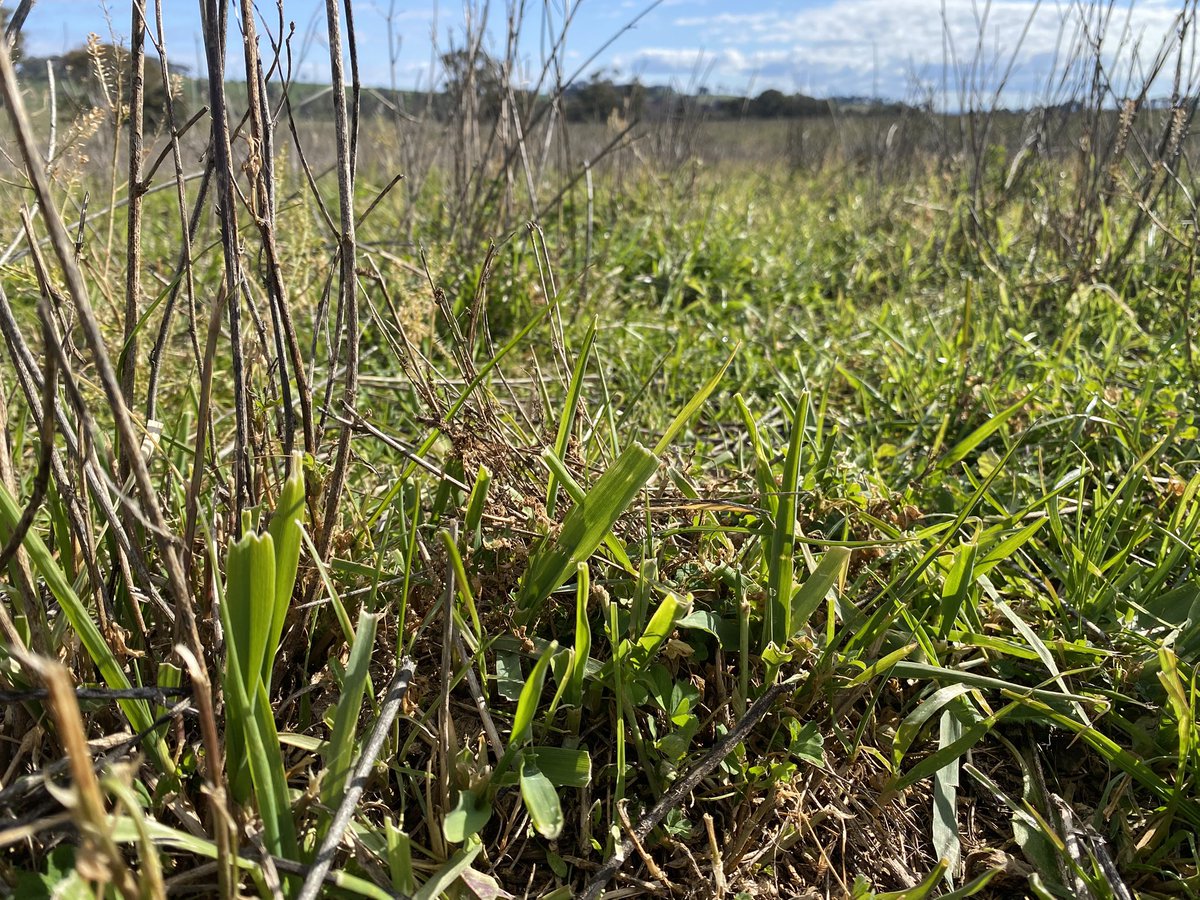 Phalaris is growing today at 450m elevation near Cudal. Sheep only moved from this pdk last week. Sun shining + soil moisture + soil fertility = pasture growth. The formulae that drives economic growth in regional NSW.