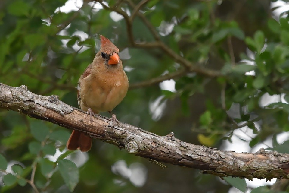 RayShrewsberry's tweet image. Subtle hues, steady gaze—nature’s quiet grace on the branch.

#FemaleCardinal #BirdPhotography #TexasNature #Photography