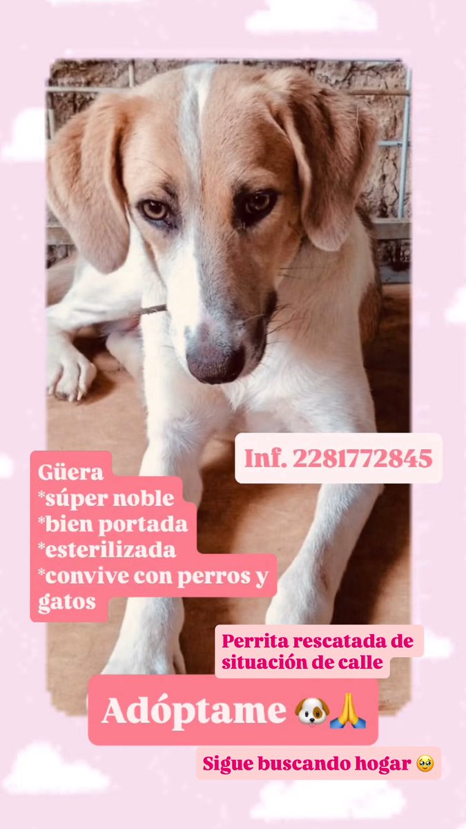 #Adopta a güera rescatada de calle. Súper noble, convive con más perros y gatos, esterilizada. Lleva meses en resguardo y nadie pregunta por ella 🥹😓 Dale una oportunidad 🙏🐾✨ Inf 2281772845