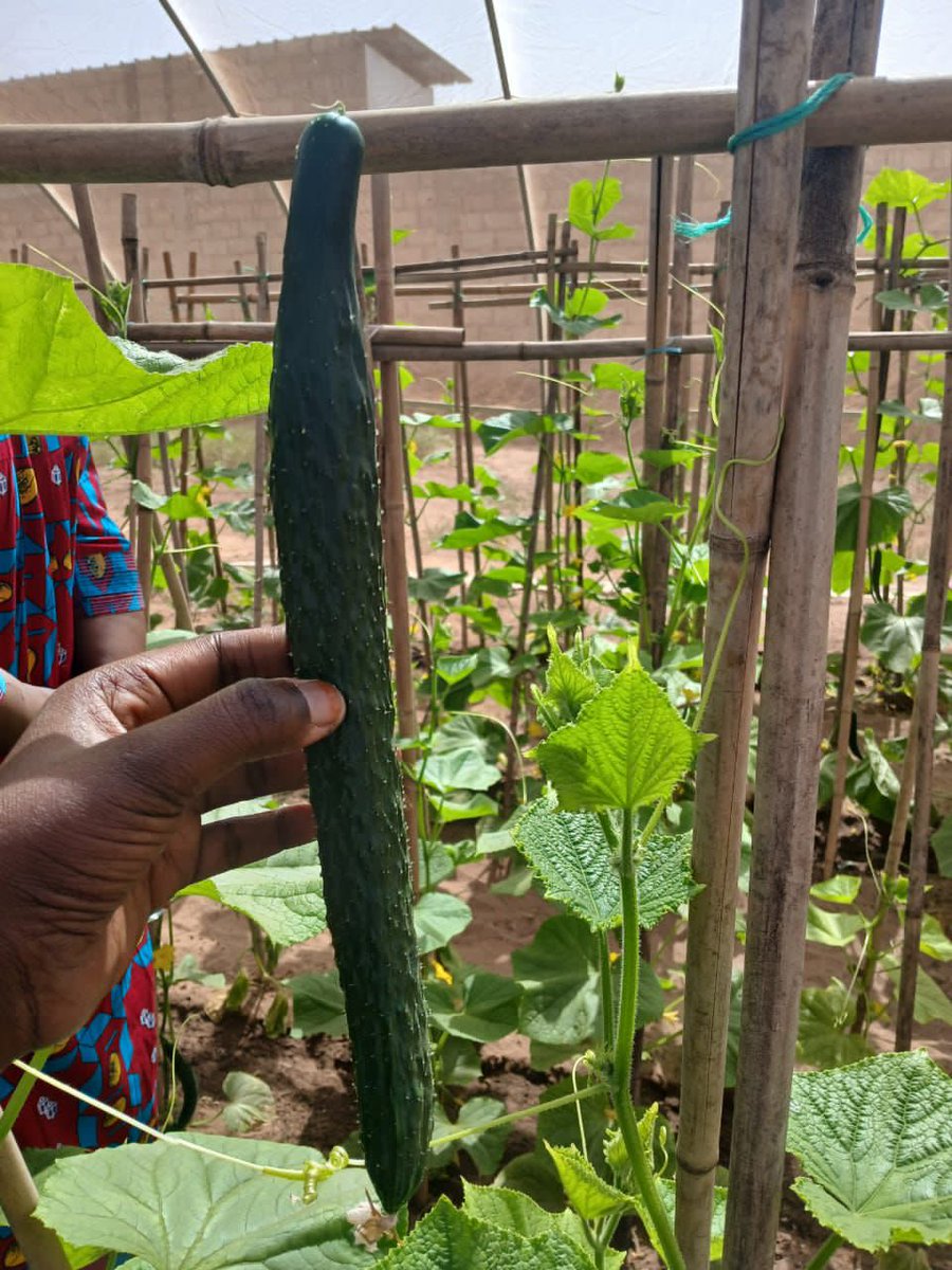 sunuLAB1's tweet image. Formation sur la culture maraîchère : deux jours d'apprentissage au Jardin d'ISSA et à la Coopération Chinoise. Nos participantes ont découvert la préparation du sol, le choix des semences et l'irrigation. Merci à tous pour votre engagement vers une agriculture durable !
