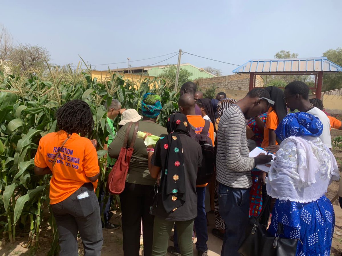 sunuLAB1's tweet image. Formation sur la culture maraîchère : deux jours d'apprentissage au Jardin d'ISSA et à la Coopération Chinoise. Nos participantes ont découvert la préparation du sol, le choix des semences et l'irrigation. Merci à tous pour votre engagement vers une agriculture durable !