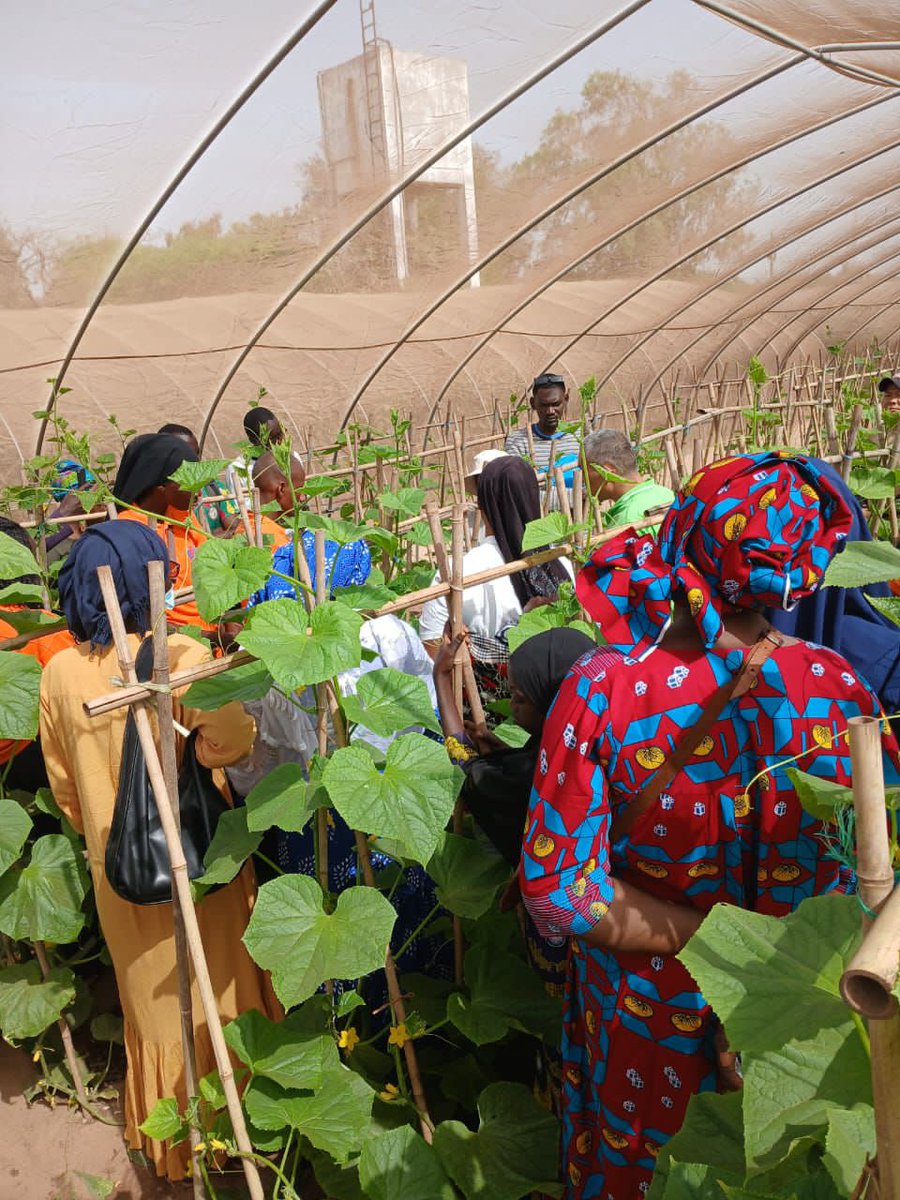 sunuLAB1's tweet image. Formation sur la culture maraîchère : deux jours d'apprentissage au Jardin d'ISSA et à la Coopération Chinoise. Nos participantes ont découvert la préparation du sol, le choix des semences et l'irrigation. Merci à tous pour votre engagement vers une agriculture durable !