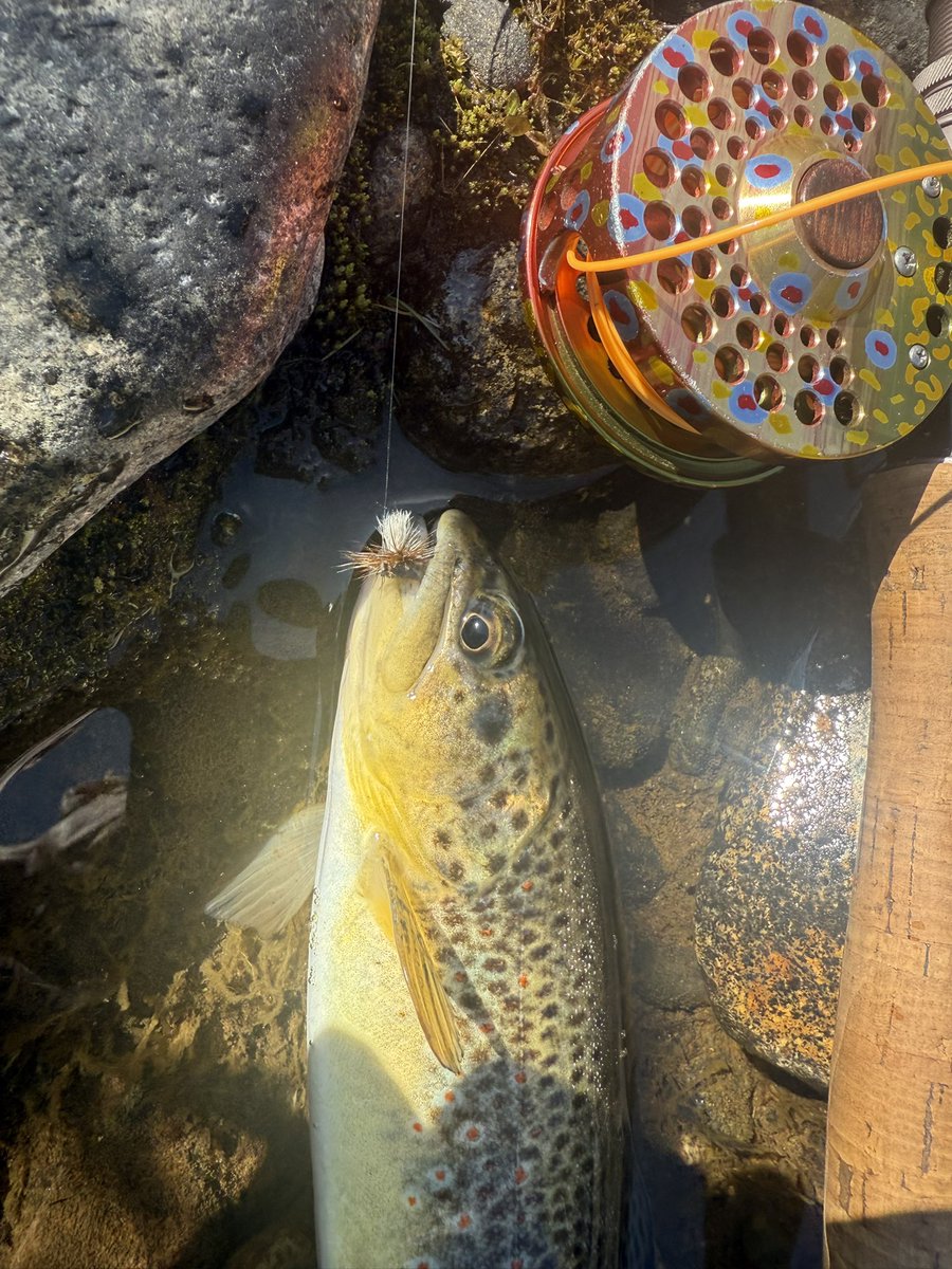 TerminalAngler's tweet image. Rocky Mtn Slam today in Colorado
Brookie
Brown
Cutthroat