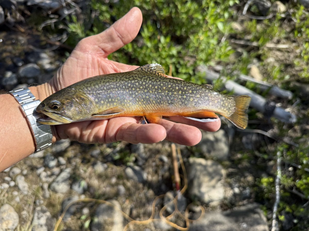 TerminalAngler's tweet image. Rocky Mtn Slam today in Colorado
Brookie
Brown
Cutthroat
