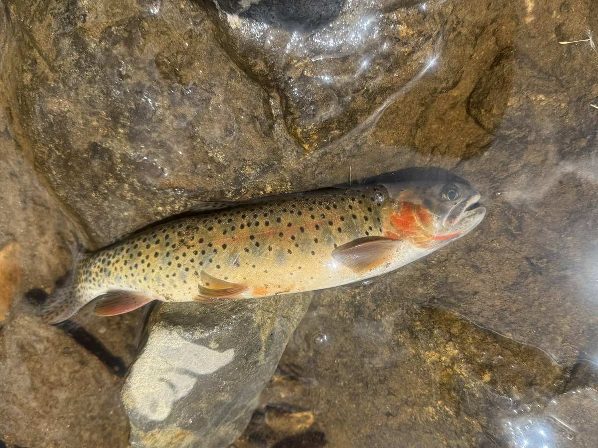 TerminalAngler's tweet image. Rocky Mtn Slam today in Colorado
Brookie
Brown
Cutthroat