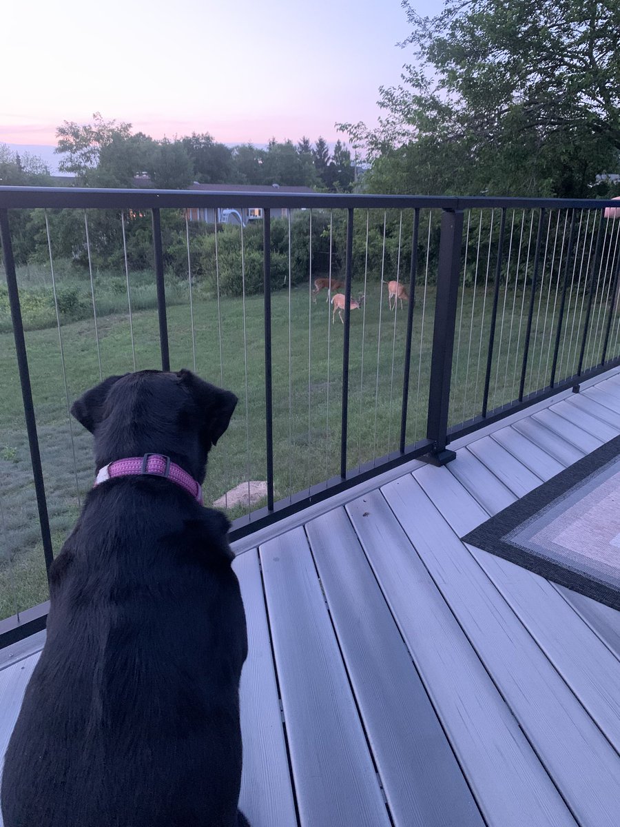 Dot is keeping an eye on the neighborhood critters.