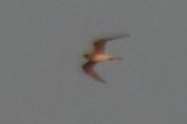 Noah Bailey (@noahbai14527125) on Twitter photo Incredible weekend. Headed west to see Large Blue, 6 seen. Also Ruddy Duck, Glossy Ibis, Purple Emperor, Wood White, c100 Purple Hairstreak. Finished off with catching the Ouse Fen Pratincole, great find by <a href="/rachel_lennard/">Rachel Lennard</a> <a href="/Laziobirder/">Brendan Doe</a>. <a href="/CambsBirdClub/">Cambs Bird Club</a> Incredible weekend. Headed west to see Large Blue, 6 seen. Also Ruddy Duck, Glossy Ibis, Purple Emperor, Wood White, c100 Purple Hairstreak. Finished off with catching the Ouse Fen Pratincole, great find by <a href="/rachel_lennard/">Rachel Lennard</a> <a href="/Laziobirder/">Brendan Doe</a>. <a href="/CambsBirdClub/">Cambs Bird Club</a>