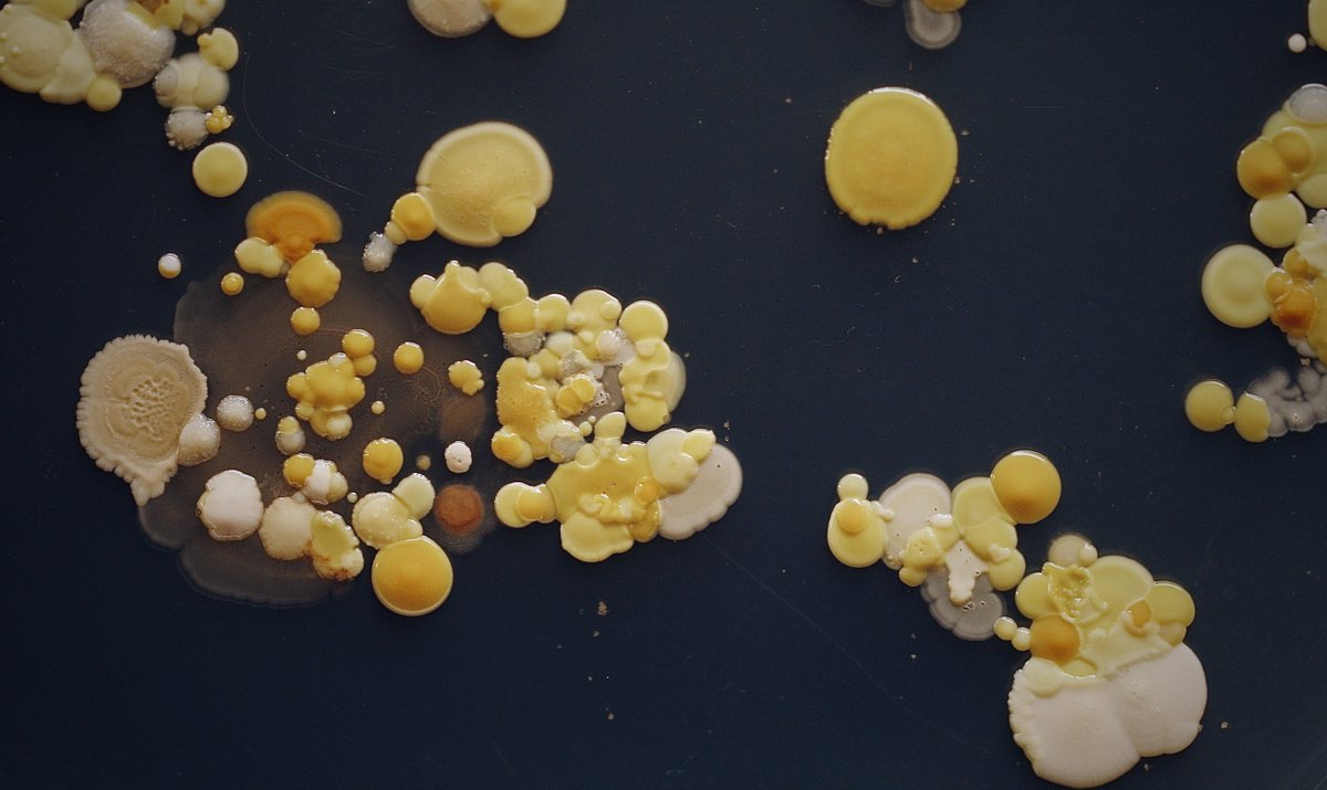 #DescribeThatMicrobe Summer labs are in full swing as are demo plates with handprints! #Microbiology #SciComm <a href="/ASMicrobiology/">ASM</a> 
<a href="/ContamClub/">Contamination Club</a>