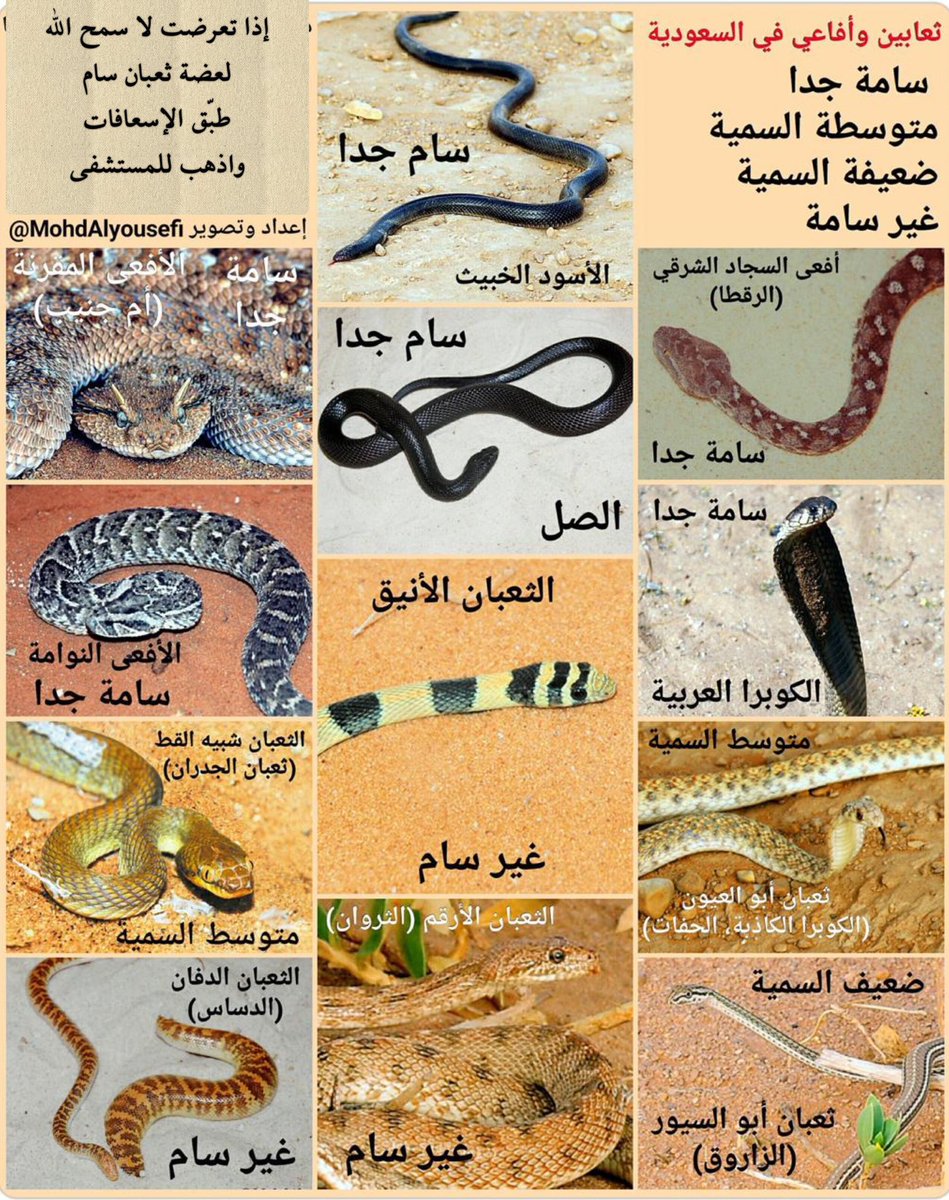 قبل شوي سمعت خبر عن واحد الله يرحمه مات بسبب الأسود الخبيث بعد العض بدقائق. 

الرجاء الحذر من الثعابين في هذه الأيام لأنها فترة نشاطها وخروجها