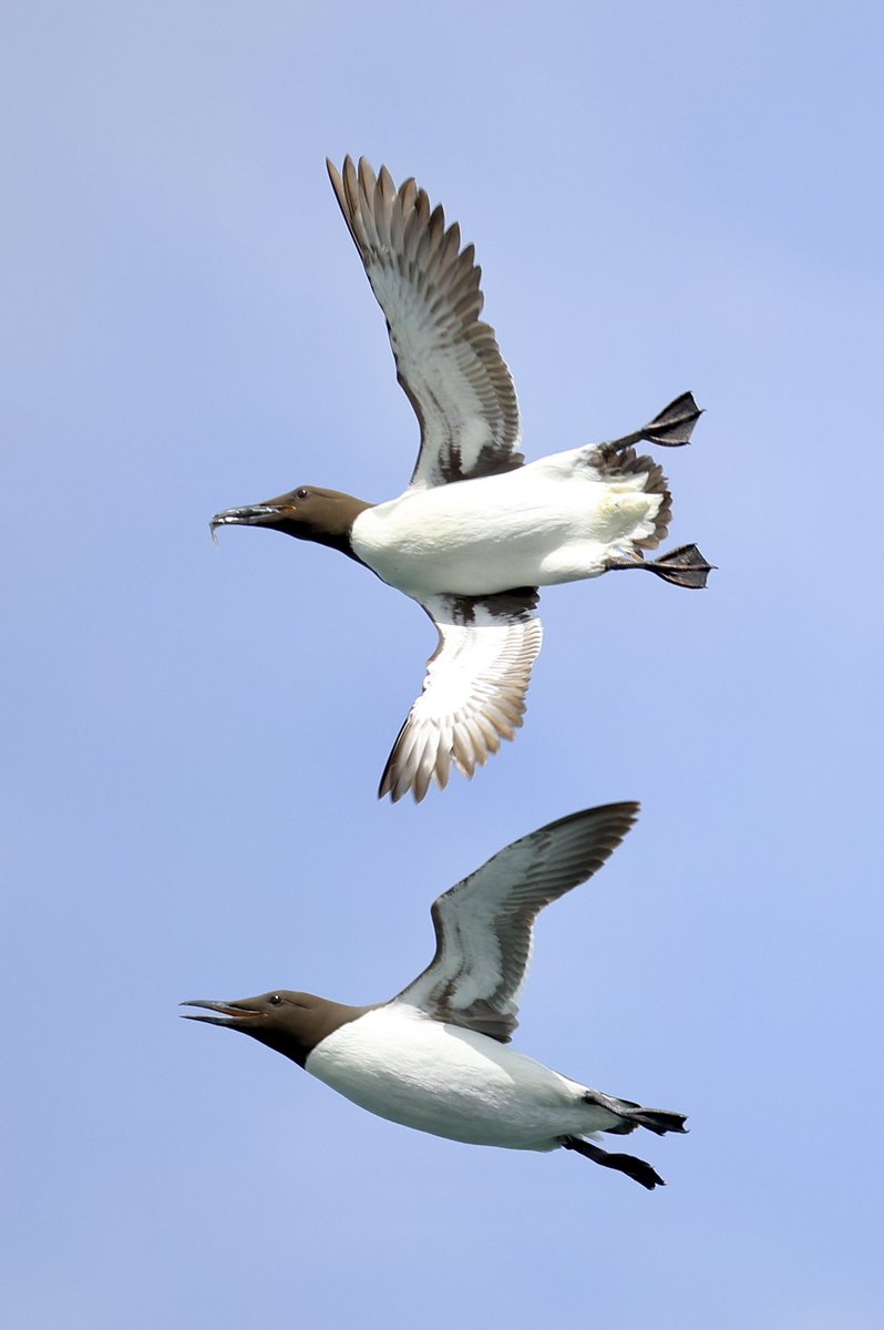 ScratchDial (@scratchtrev) on Twitter photo #SuperSeabirdSunday RSPB Bempton Cliffs, a proper seabird spectacle from both cliff top and at sea level! #SuperSeabirdSunday RSPB Bempton Cliffs, a proper seabird spectacle from both cliff top and at sea level!
