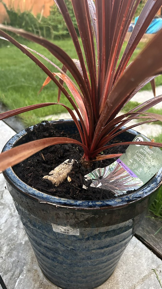 Bit worried in bed tonight, think mum has found my buried Jumbone in her plant 🪴 #frank 🙊