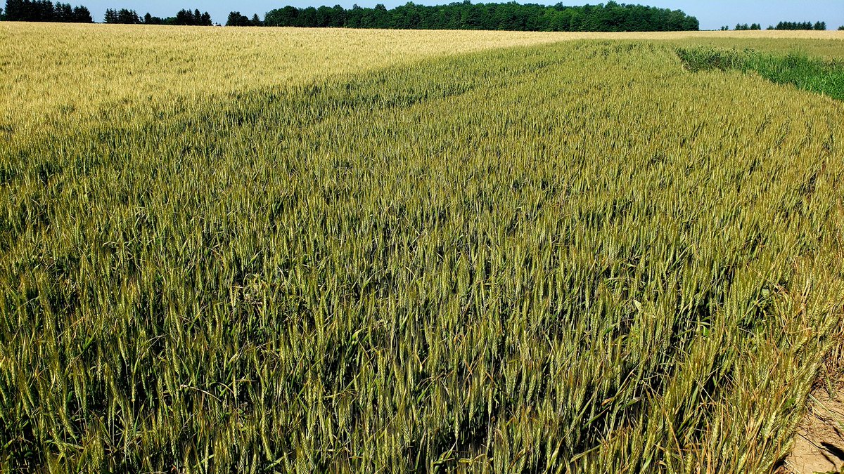 Hey <a href="/WheatPete/">Peter Johnson</a>!  I know you appreciate crop physiology. Here, dicamba was accidentally sprayed on the edge of this wheat adjacent to corn about a mo. ago, just before heading. No kernels. But note the canopy staying green because there is no partitioning to the grain. Cool.