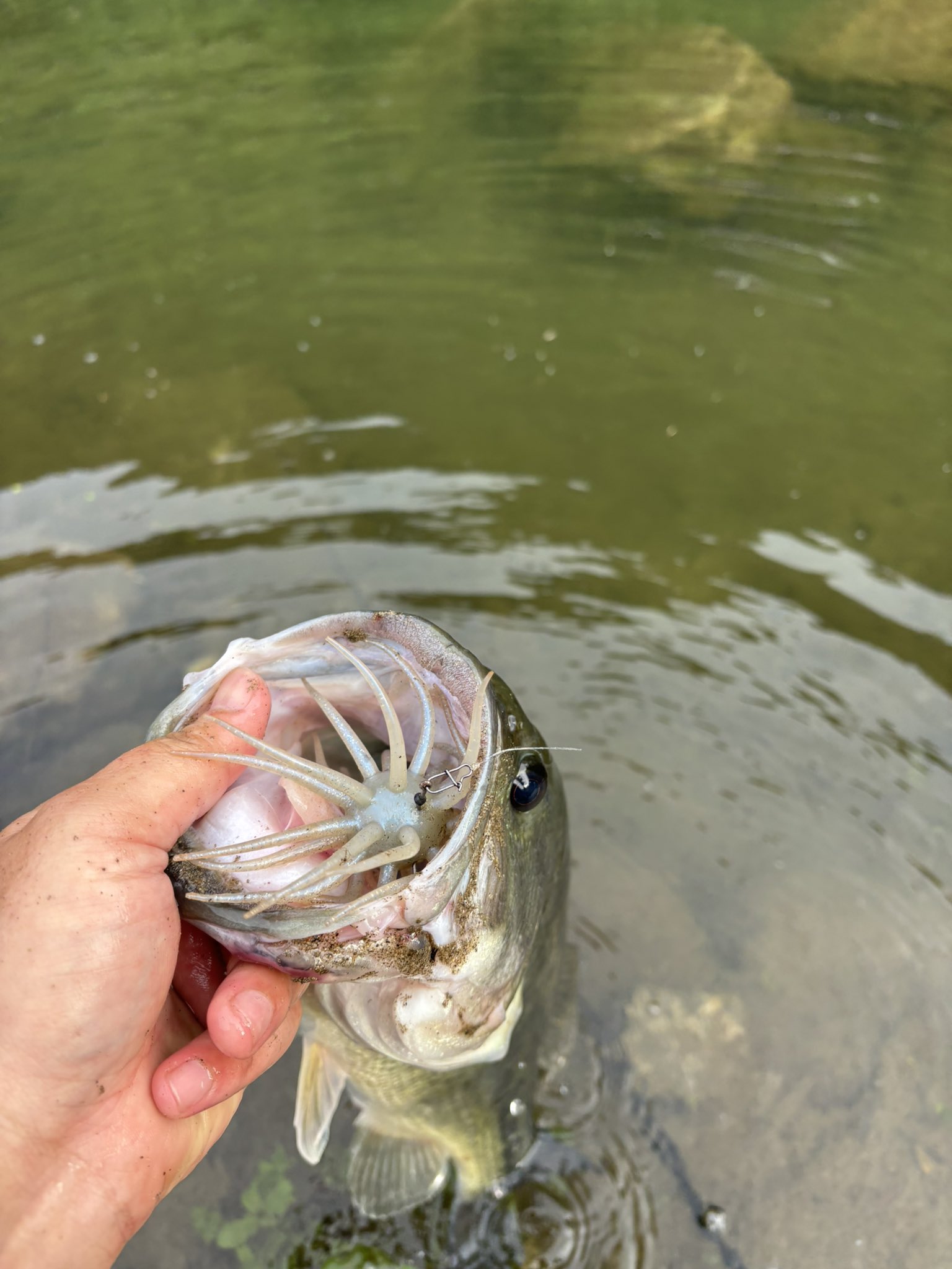 釣り人 (@free__fishing) / X