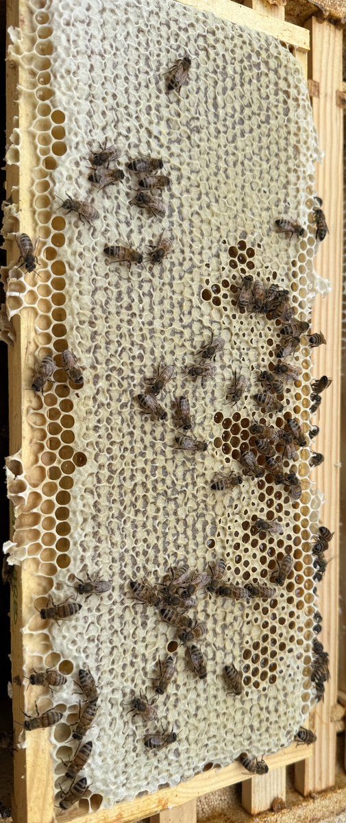 Wow the bees in our home apiary really have been working hard over the last few weeks. They’ve filled 9 supers (honey boxes) with frames full of capped honey like this.