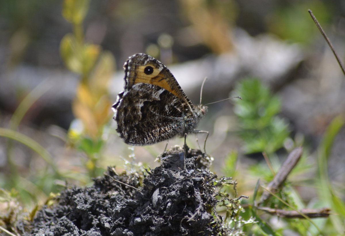 Aberbargoed grasslands was alive with butterflies this afternoon. Loads of grayling on the spoil.